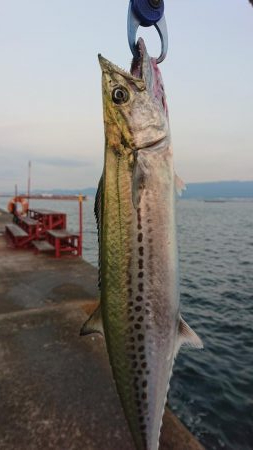 武庫一でハマチ、サゴシ