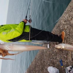 朝から爆釣続く播磨新島釣行