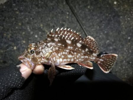 南港へち釣行 （10/23 少し肌寒い南港ヘチ釣り キビレチヌ41cm、小真チヌ、ガシラ 釣果有り）