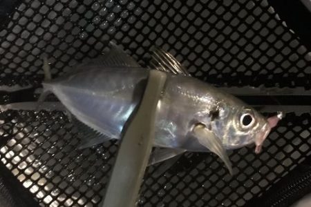 見えアジ釣り