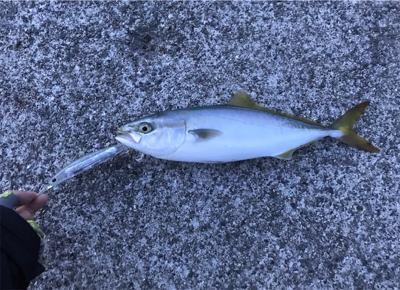 ポーアイ 太刀魚 渋い