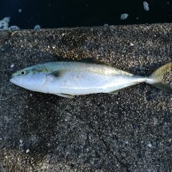 潮の流れなど雰囲気はいいが