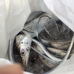 早朝から激混みの渡船で太刀魚