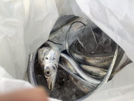 早朝から激混みの渡船で太刀魚