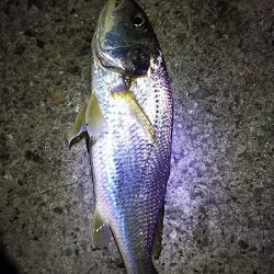 タチウオ釣り。いいサイズが釣れました。