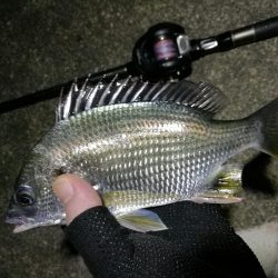 南港へち釣行 （10/23 少し肌寒い南港ヘチ釣り キビレチヌ41cm、小真チヌ、ガシラ 釣果有り）