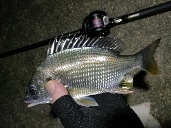 南港へち釣行 （10/23 少し肌寒い南港ヘチ釣り キビレチヌ41cm、小真チヌ、ガシラ 釣果有り）