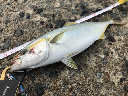 積丹青物、平物釣行！その結果は？