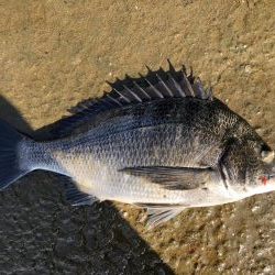 イチノ兄弟、釣果！