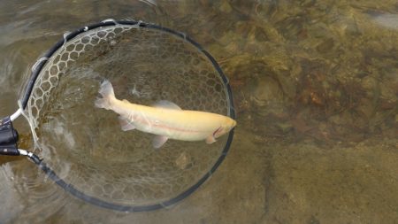 フィッシングレイクたかみや 釣果