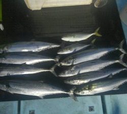 東京湾探釣隊ぼっち 釣果