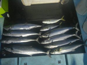 東京湾探釣隊ぼっち 釣果