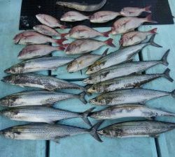 東京湾探釣隊ぼっち 釣果