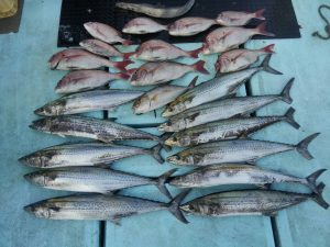 東京湾探釣隊ぼっち 釣果