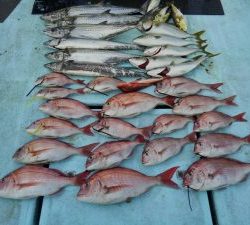 東京湾探釣隊ぼっち 釣果