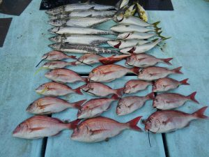 東京湾探釣隊ぼっち 釣果