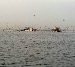 東京湾探釣隊ぼっち 釣果