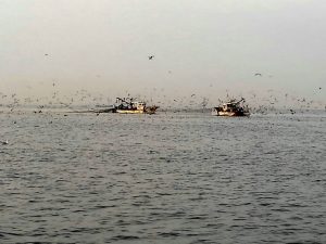 東京湾探釣隊ぼっち 釣果