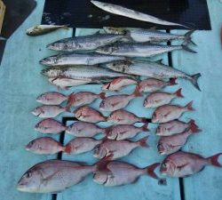 東京湾探釣隊ぼっち 釣果