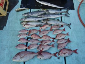 東京湾探釣隊ぼっち 釣果