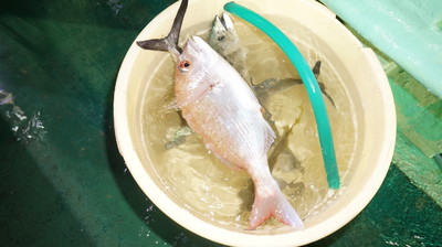 恵陽丸 釣果