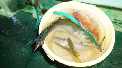 恵陽丸 釣果