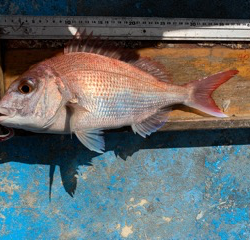 幸吉丸 釣果