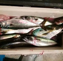 松福丸 釣果