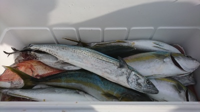 海龍丸（福岡） 釣果