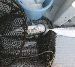 海龍丸（福岡） 釣果