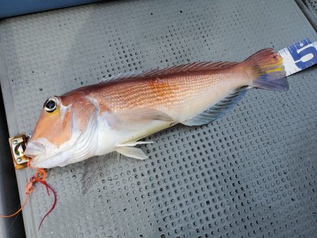 珀宝丸 釣果