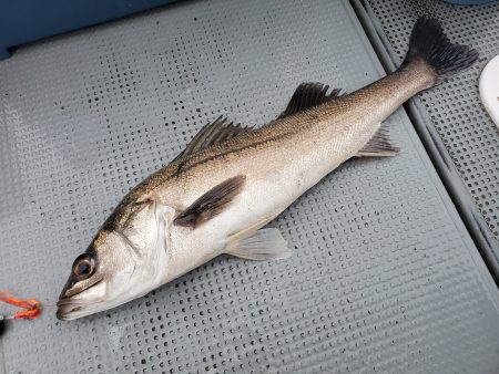 珀宝丸 釣果