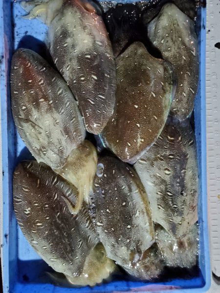 珀宝丸 釣果