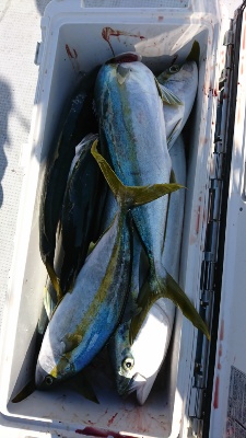 海龍丸（福岡） 釣果