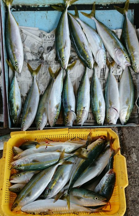 明神釣船 釣果