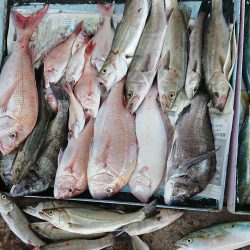 明神釣船 釣果