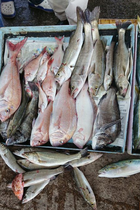 明神釣船 釣果