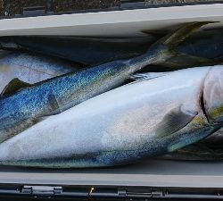 海龍丸（福岡） 釣果