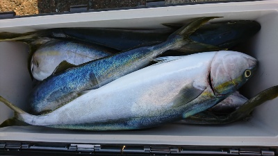 海龍丸（福岡） 釣果