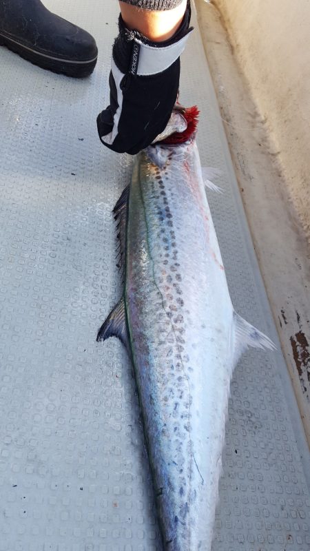 海峰 釣果