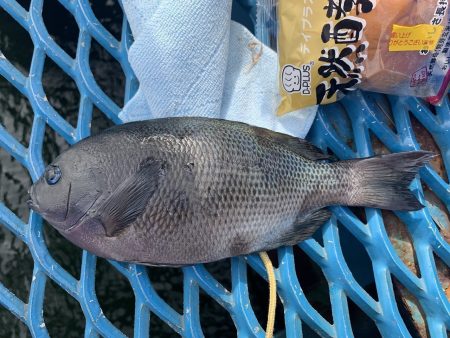 オリジナルメーカー海づり公園(市原市海づり施設) 釣果