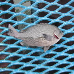 オリジナルメーカー海づり公園(市原市海づり施設) 釣果