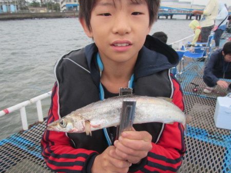 オリジナルメーカー海づり公園(市原市海づり施設) 釣果