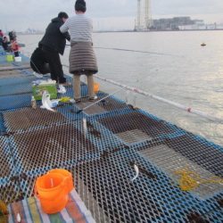 オリジナルメーカー海づり公園(市原市海づり施設) 釣果