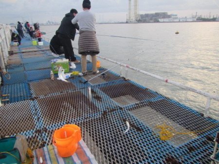 オリジナルメーカー海づり公園(市原市海づり施設) 釣果