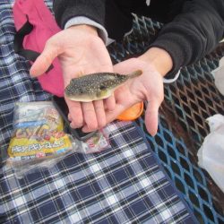 オリジナルメーカー海づり公園(市原市海づり施設) 釣果