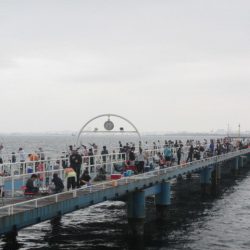 オリジナルメーカー海づり公園(市原市海づり施設) 釣果