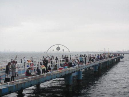 オリジナルメーカー海づり公園(市原市海づり施設) 釣果