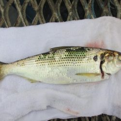 オリジナルメーカー海づり公園(市原市海づり施設) 釣果