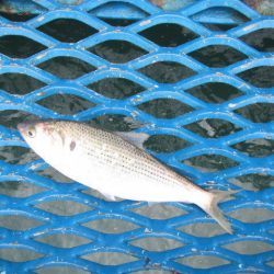 オリジナルメーカー海づり公園(市原市海づり施設) 釣果